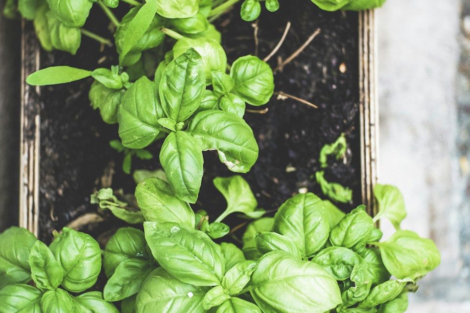 Fresh basil, illustrating the herb starter set